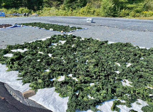 What is Sea Lettuce?