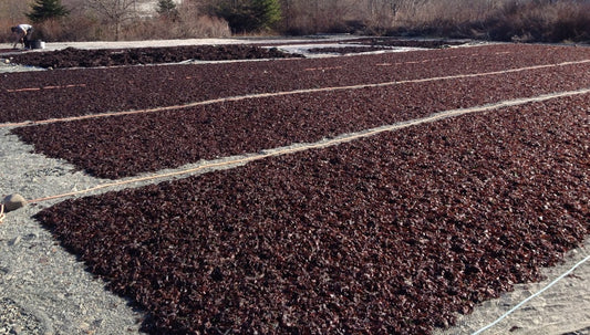 Canada's Leading Dulse Seaweed Distributor