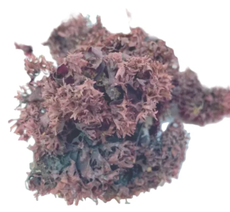 Organic Whole Leaf Irish Moss (1lb)